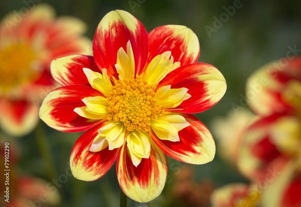 Fototapeta Yellow Red Dahlia Flower