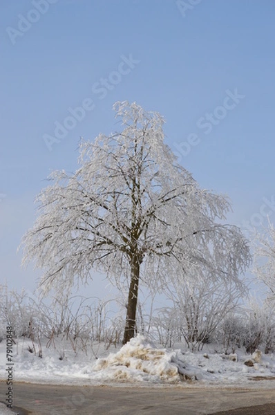 Obraz Schnee Baum, Winter