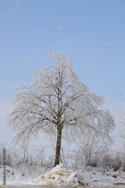 Obraz vereister Baum, Schnee