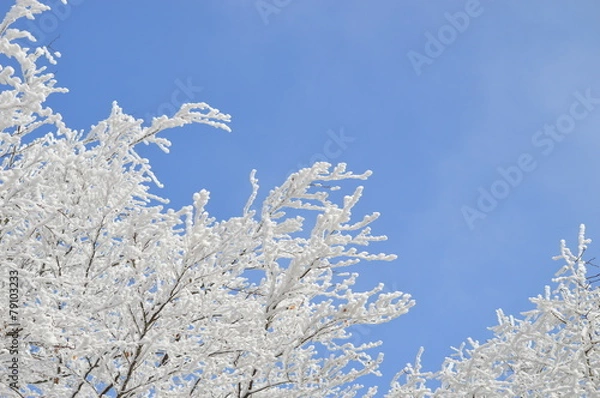 Obraz schöner Baum im Winter