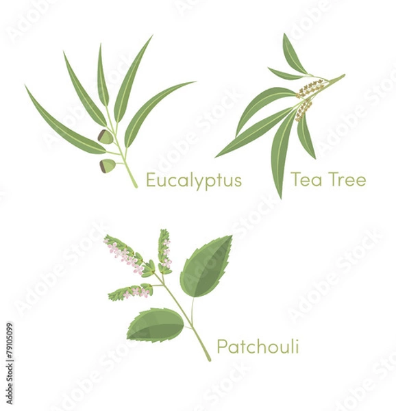 Obraz pachouli_tea tree_eucalyptus