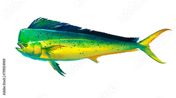 Obraz Mahi mahi Old or dolphin fish isolated on white. Realistic illustration of mahi mahi or dolphin fish isolated on white background. Side view.	