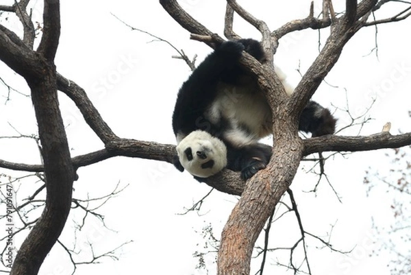 Obraz Acrobatic Panda ,Close up Playful panda having fun on the Tree,