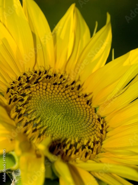 Fototapeta sonnenblumen