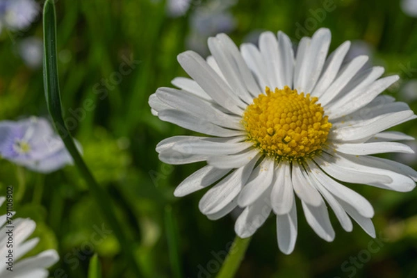 Fototapeta white field daisy and grass background, close up view