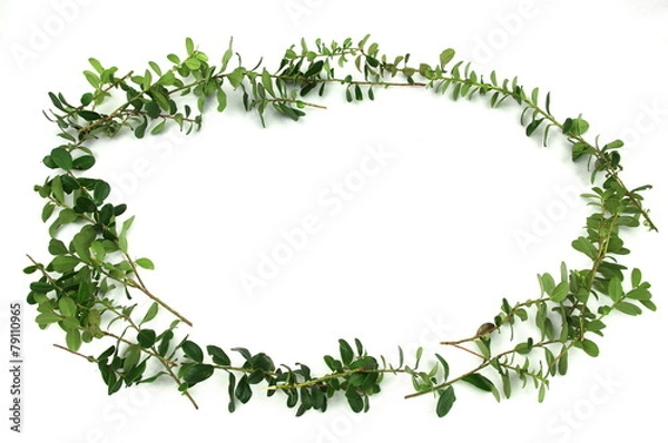 Fototapeta Gałązki borówki.