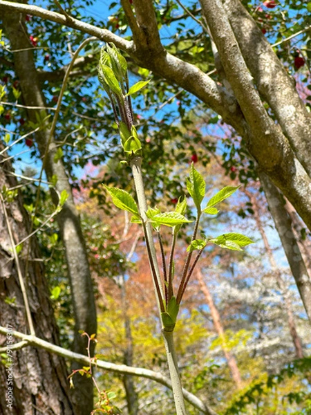Fototapeta コシアブラ 春の山菜の女王