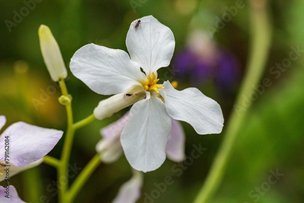 Fototapeta 白いムラサキハナナ