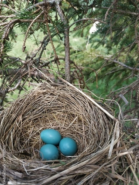 Obraz bird nest with eggs