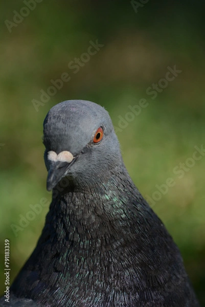 Fototapeta pigeon in profile with red eye close-up