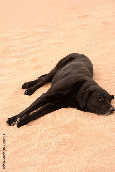 Fototapeta black labrador dog lying on the sand, sleeping on the beach