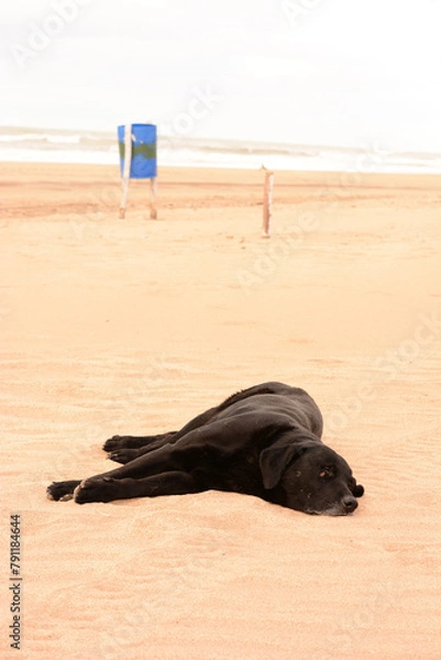 Fototapeta black labrador dog lying on the sand, sleeping on the beach