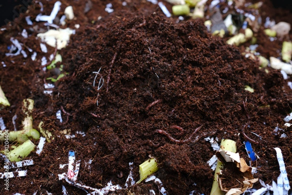 Fototapeta Worm composting or vermicompost for gardening and composting.
