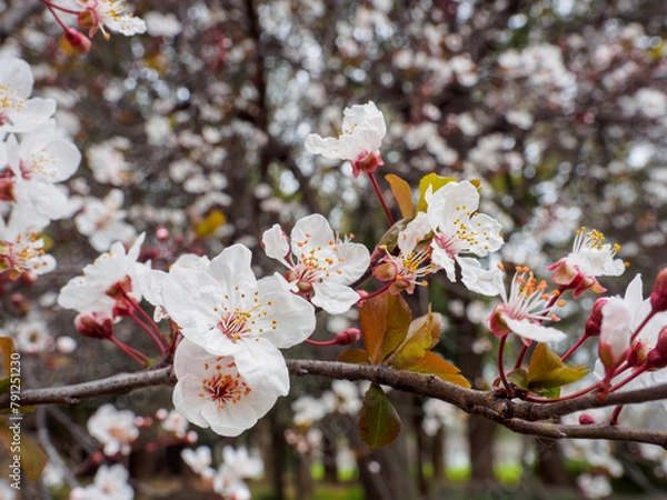 Obraz white plum blossoms blooming , close-up photo of a white plum blossom. The scientific name is Prunus mume. The English name is Japanese apricot