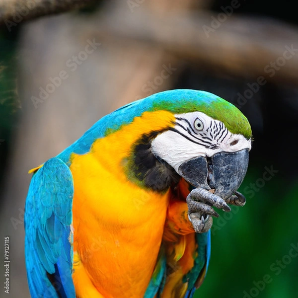 Obraz Blue and Gold Macaw