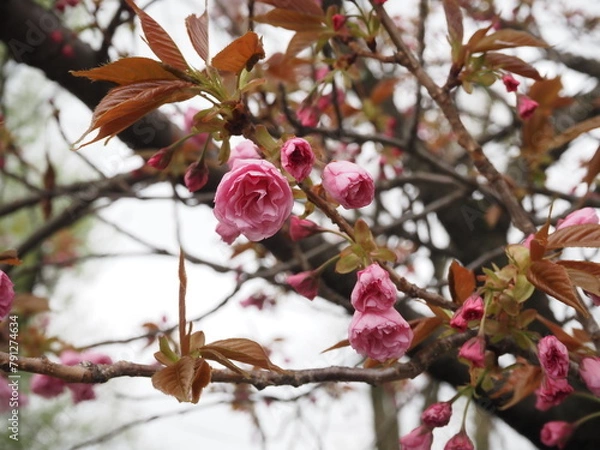 Fototapeta 八重桜 P4221114