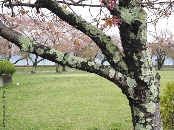 Fototapeta 苔むす桜の木 P4221116