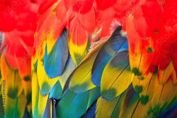 Obraz Scarlet Macaw feathers