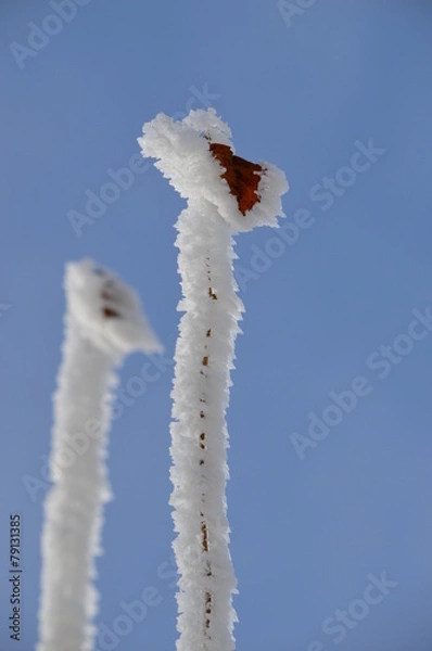 Obraz Zweige, Eis, Schnee, blauer Himmel