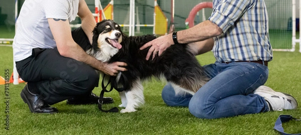 Fototapeta Dog getting chiropractic adjustment