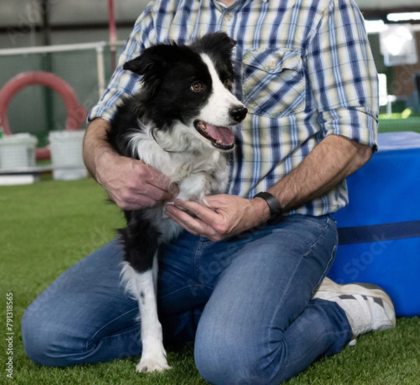 Fototapeta dog getting leg adjusted by chiropractor