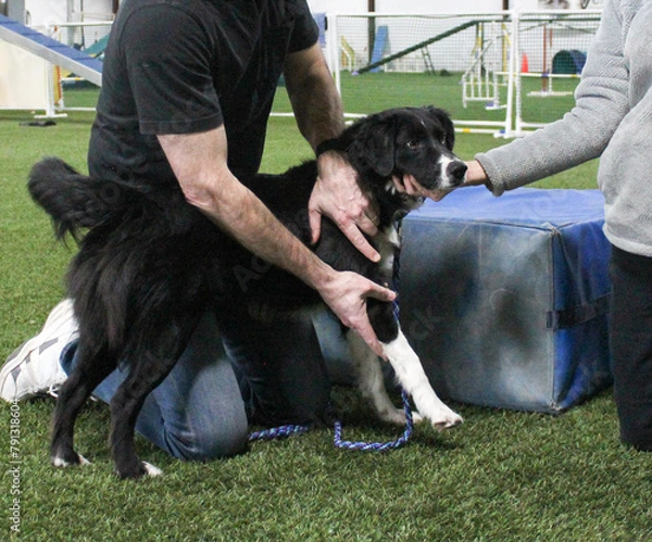 Fototapeta Border collie getting shoulder adjusted by chiropractor