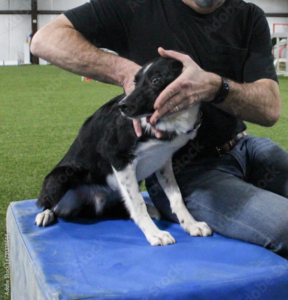 Fototapeta Border collie getting neck chiropractic adjustment