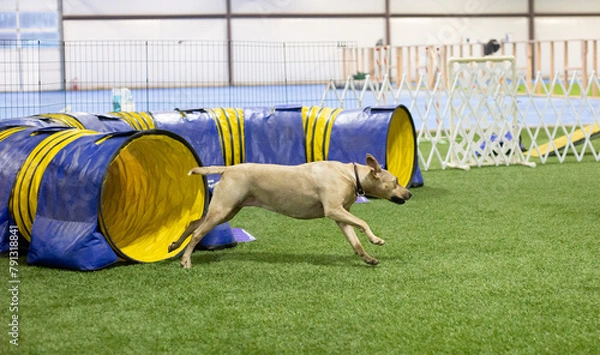 Fototapeta dog running from tunnel