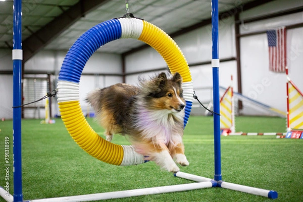 Fototapeta dog jumping through tire