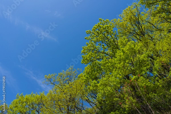 Obraz 新緑　青空