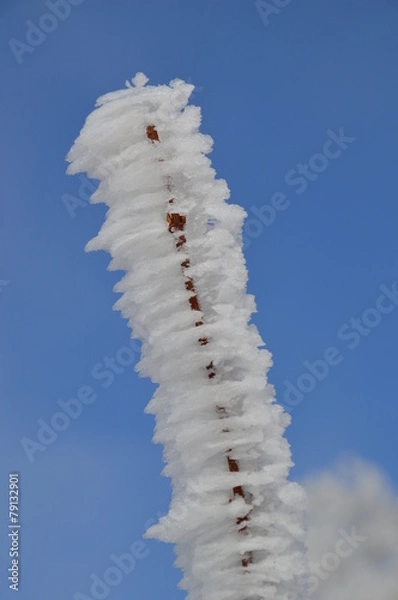 Obraz vereiste Zweige