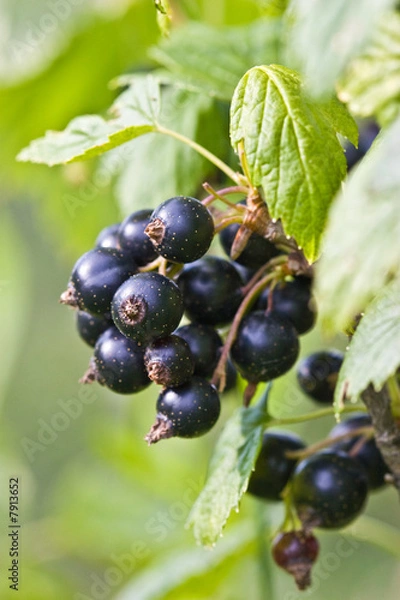 Fototapeta black currant
