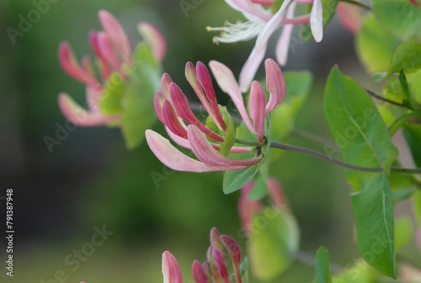 Obraz Climbing shrub, type species of the genus Honeysuckle, family Honeysuckle.