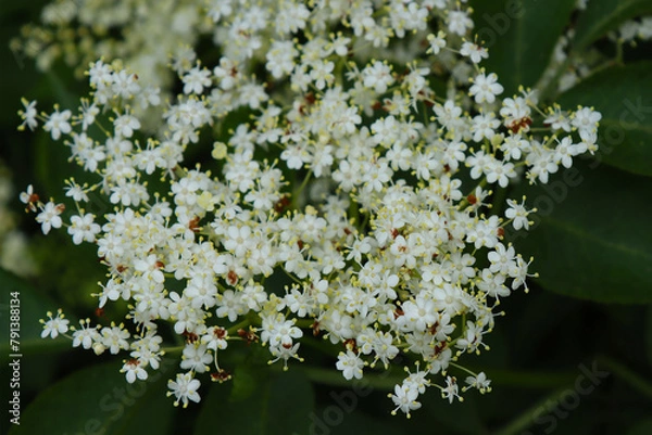 Fototapeta White elderberry blossom