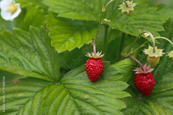 Fototapeta Berries of wild strawberries.