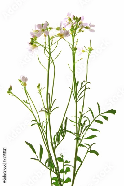 Obraz Wiesenschaumkraut