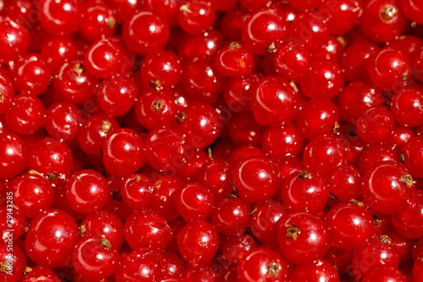 Obraz Background red currants