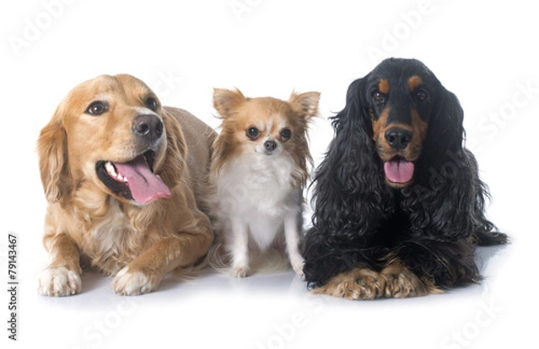 Fototapeta three dogs