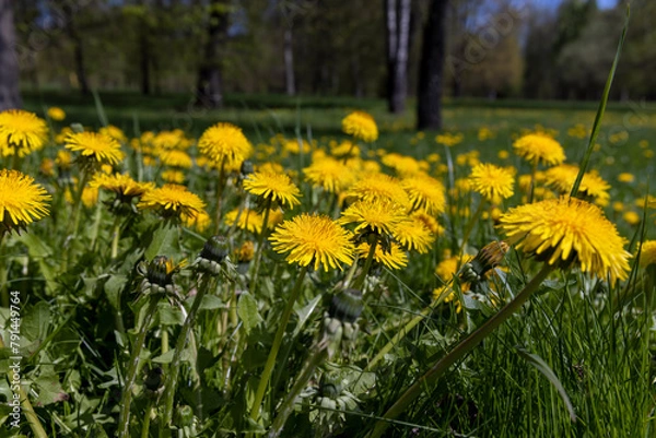 Obraz spring dandelion flowers during flowering