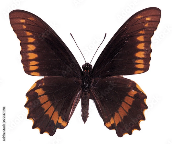 Fototapeta 포토시리즈