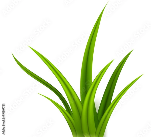 Obraz Green grass silhouette isolated on transparent background