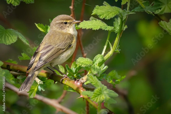 Obraz Chiffchaff perched on a branch with green leaves
