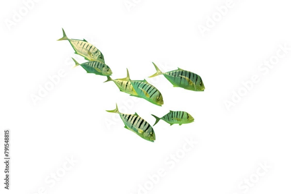 Fototapeta Close-up of an image of a school of sea fish isolated on a transparent background png file.