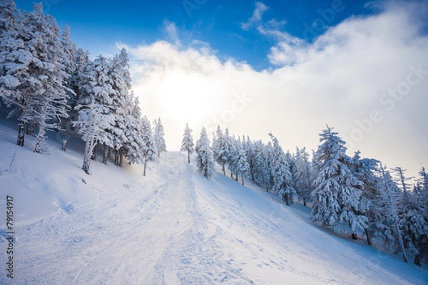 Obraz Ski forest path with pine trees covered in snow