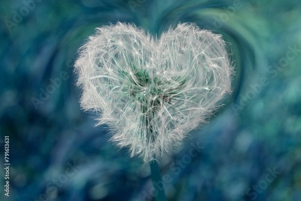 Obraz heart dandelion in the meadow