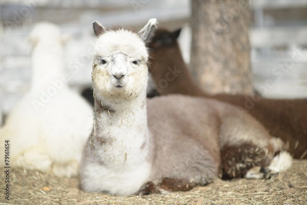Obraz Very cute alpaca