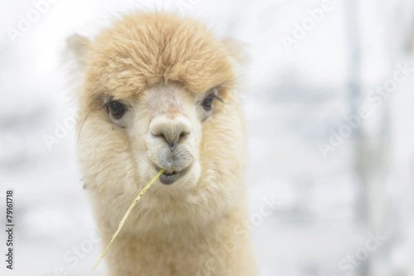 Obraz Very cute alpaca