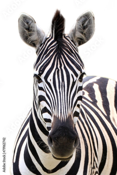Fototapeta Zebra isolated on white