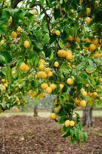 Obraz Citrus Lemon tree with yellow lemons. Gargano, Italy, Europe. 
