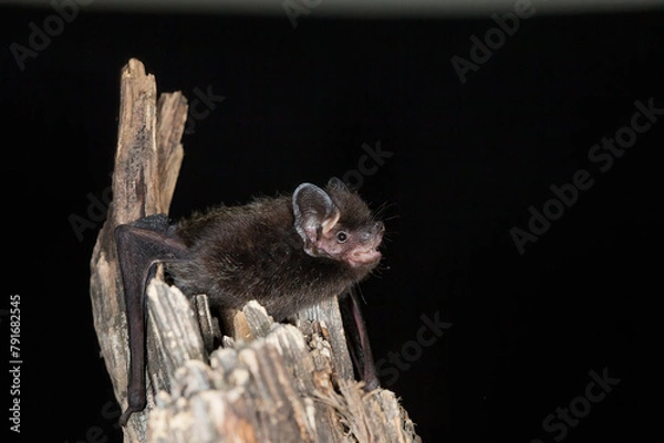 Obraz Silver-haired Bat taken in southern MN